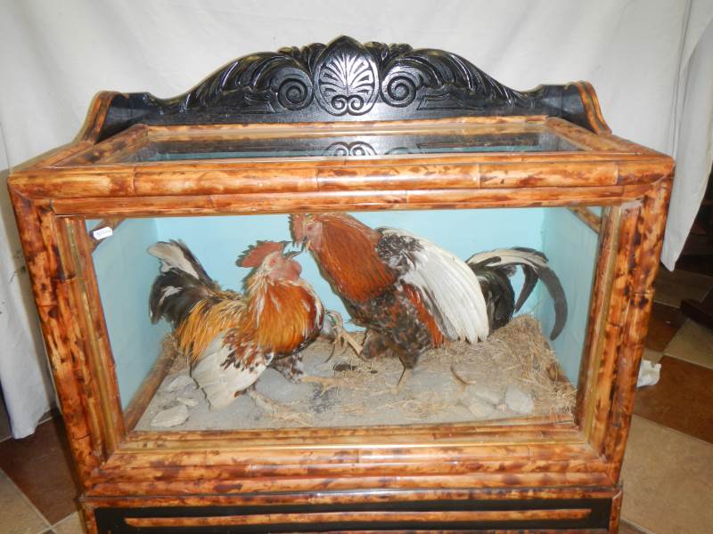 a rare cased Fighting Cocks display