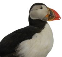 puffin taxidermy