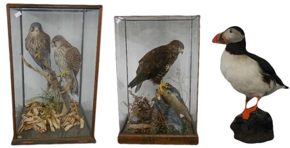 Taxidermy Collection at Unique Auctions