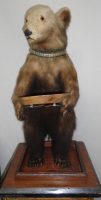 taxidermy bear